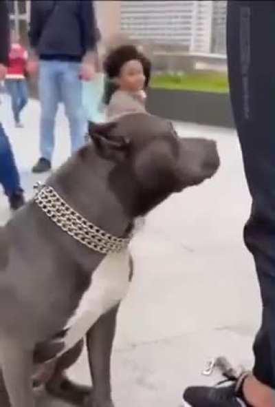 why da dog lookd so frendly