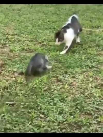 Messing with someone twice your size