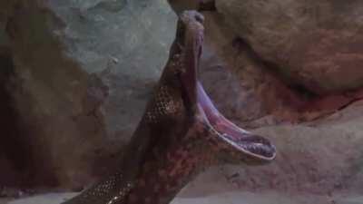 thanks, I hate yawning anacondas.