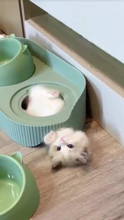 Are kittens made of liquid?