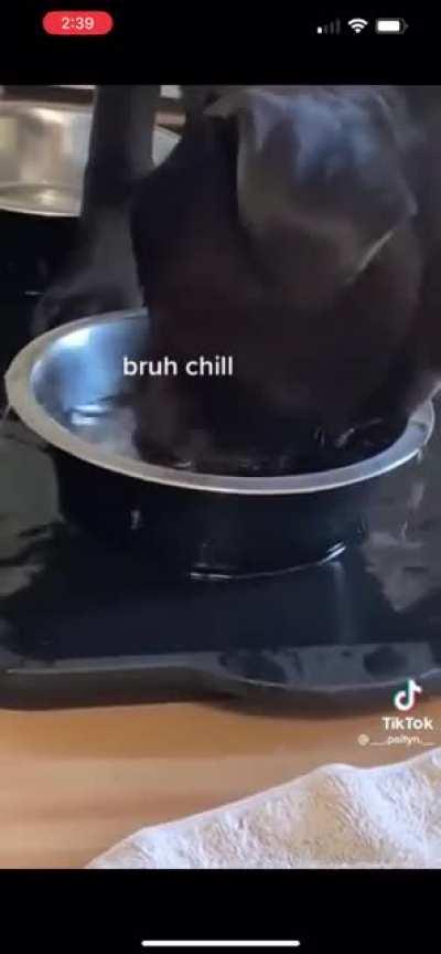 Man’s Best Hydrohomie