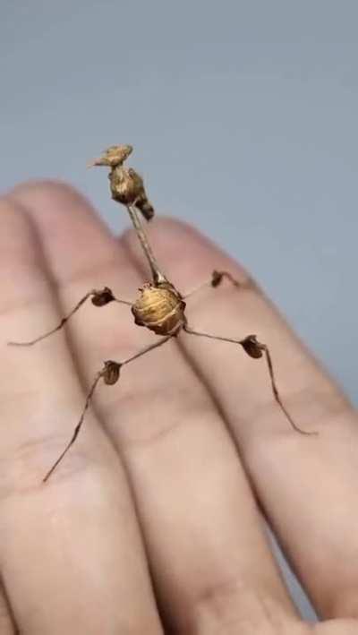 🔥 The Wandering Violin Mantis (Gongylus gongylodes)