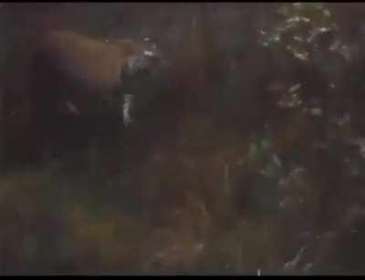 🔥 Mother Tigress eats a Male Leopard for trespassing.