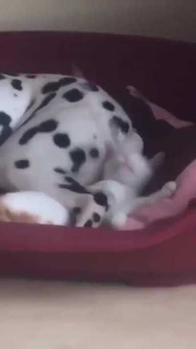 Cachorro fia da puta