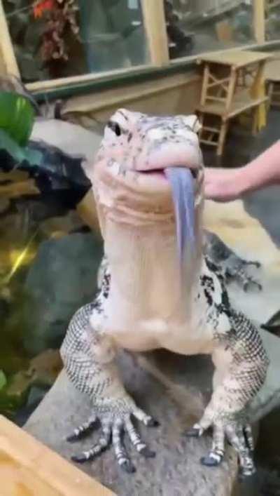 The Komodo Dragon Eating Breakfast