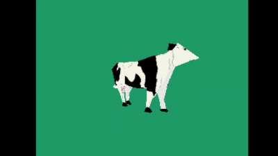 azerbaijani cow (Qaya - sahil boyu gezirem)