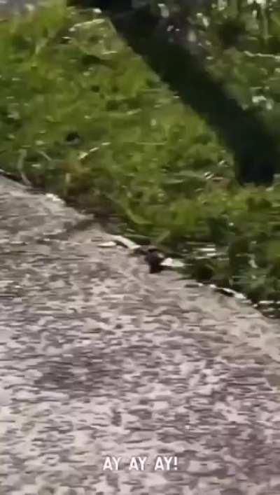 The dad just recording and laughing