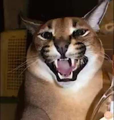 Era:old, gospel,it's a meme video about floppa, Language:kinda English maybe latin, Lyrics:I am oooooorrr ameno. The music is the background of this floppa meme