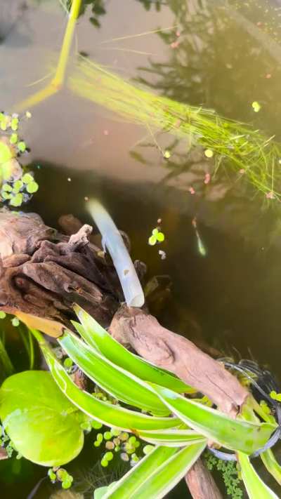 How to make water in the Guppy pond crystal clear?