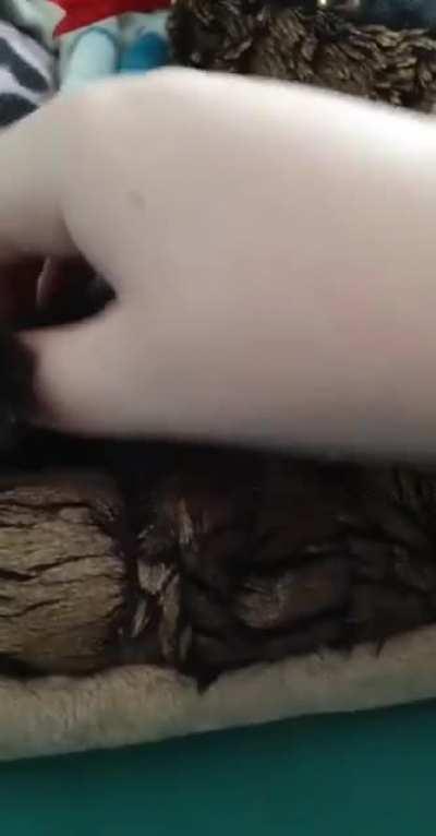 I woke up next to this little one