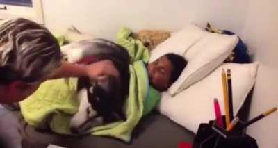 Husky won’t let boy go to school