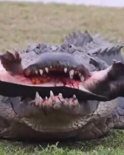 Alligator chows down a turtle