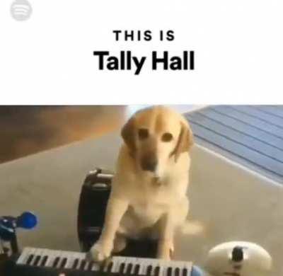 tally hall