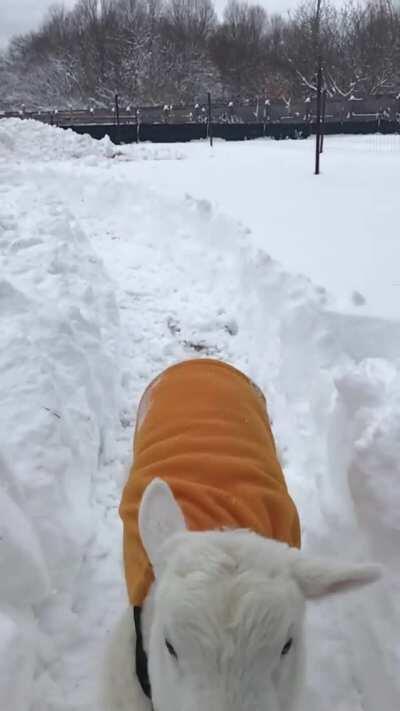 River making proper use of his freshly dug path at Woodstock Farm Sanctuary