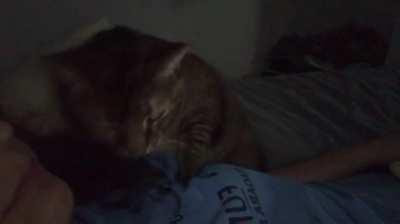 Cats who quack? This is Zoey being a cuddle bug as usual