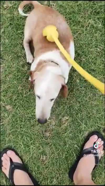 Multi purpose dog toy