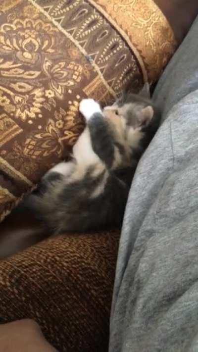 Greebles don’t care how old you are