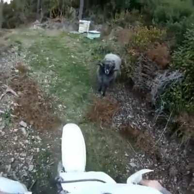 WCGW: Biking on a sheep boss's turf