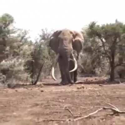 🔥 Largest Elephant in the world, 8000 kg weight In Tanzania.