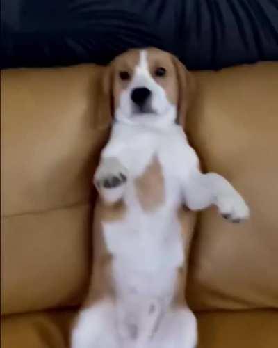 Hola Amigos! Meet Rocket 🤠🚀