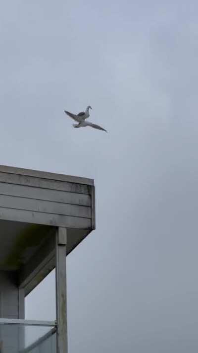 Seagull rides another seagull