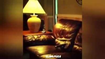 I will not stop until this meme reaches 'wheelchair cat' status