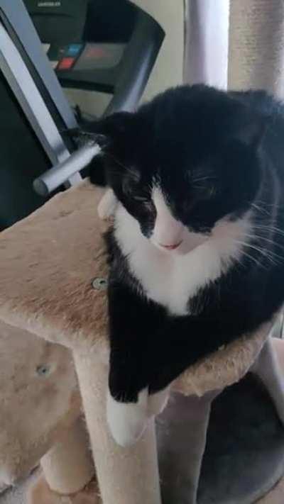 My previously silent Ransom has learned to yell in his old age.