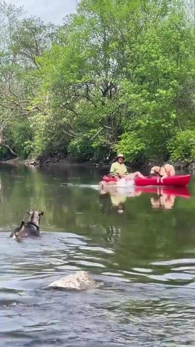 Not only man's best friend but also best canoeing partner