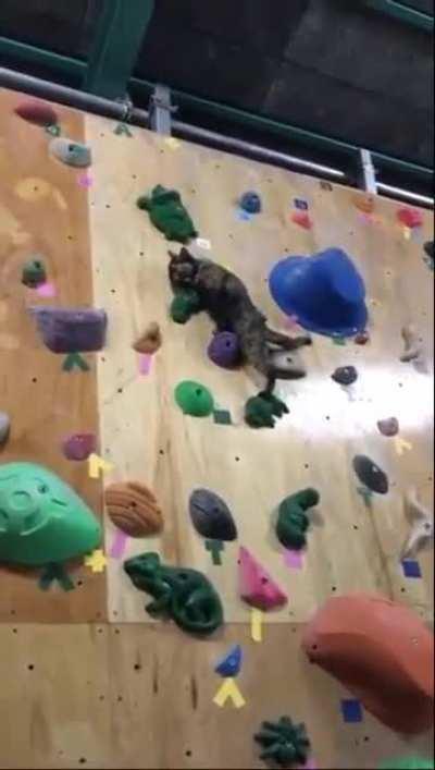 Мастер котэ - скалолазка моя