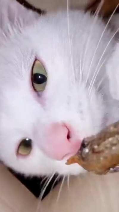 Special Little Thief