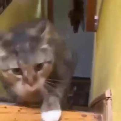 featuring a bonus chonky boy