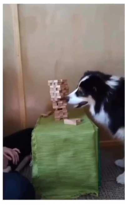 Dog playing jenga 