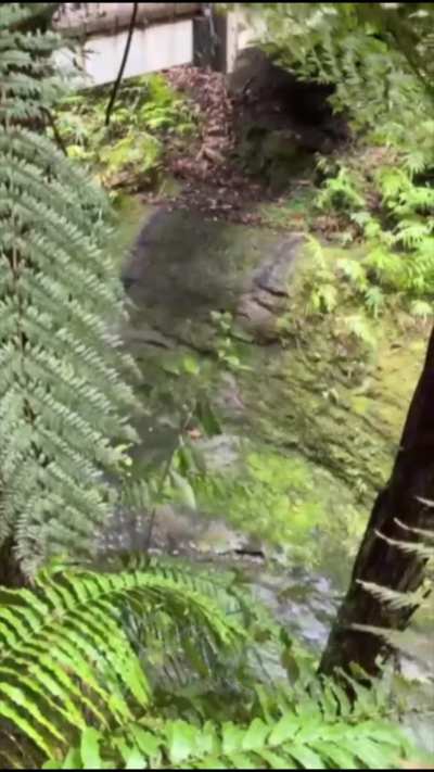 Fun in the forest showing off my boobs ass and pussy