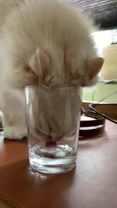 He has a full water bowl two feet away