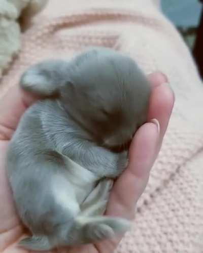 The Sleepiest Baby Bunny