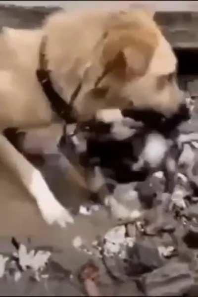 Deranged Dog Deeply Drowns Descendents