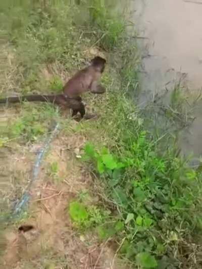 O macaco pegou um peixe no rio