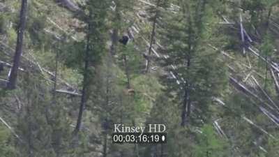Momma Brown Bear Chases a Black Bear 75' Up a Tree then Attacks...