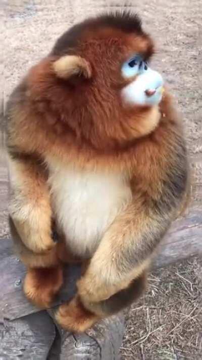 But those manners though