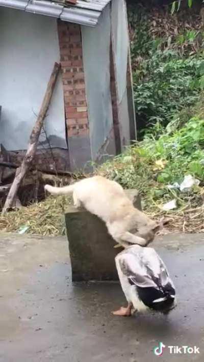 I have high ground Duckakin!