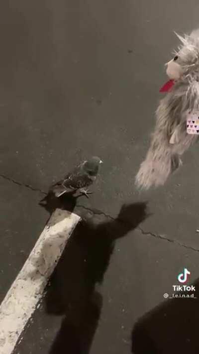 Pigeon Got Himself Some Bois