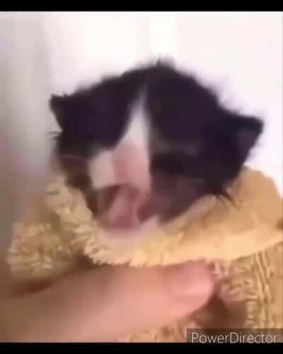 Bulldozer captures Dallas