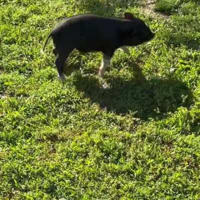 This pig has a serious case of the zoomies