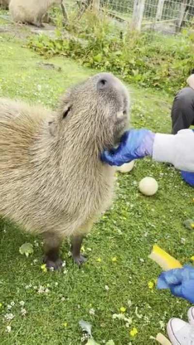 Got my girlfriend a capybara experience for her birthday. Fair to say we enjoyed it!