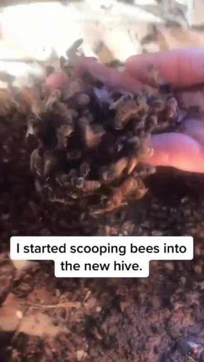 This lady kindly rescuing a hive of gentle honey bees that a family had living under their shed. Rather than exterminate them, she expertly relocates them with minimal disturbance