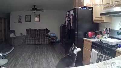 Who wants a hot dog?