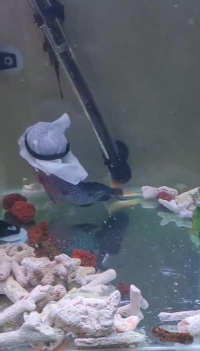 So what type of fish is this?