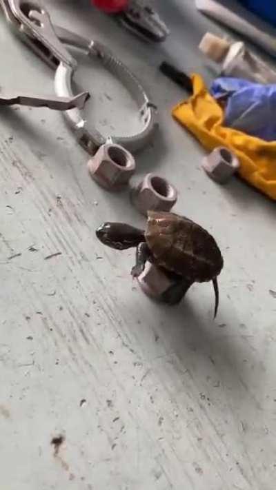 You let him out for some exercise and within minutes this happens...