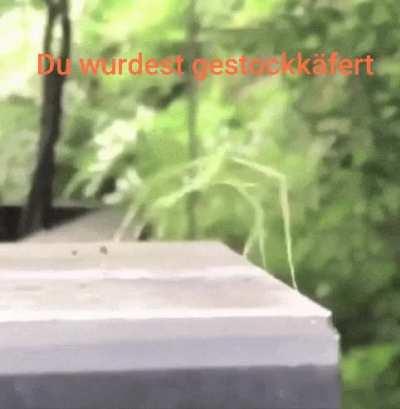 ich🦗iel