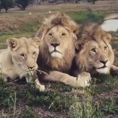 🔥 Make way or the Queen!